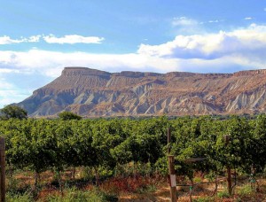 실제로 감당할 수 있는 와인 컨트리 타운
