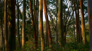 다운로드: 우주 파편 낙하의 위험과 음모론을 폭로하는 방법